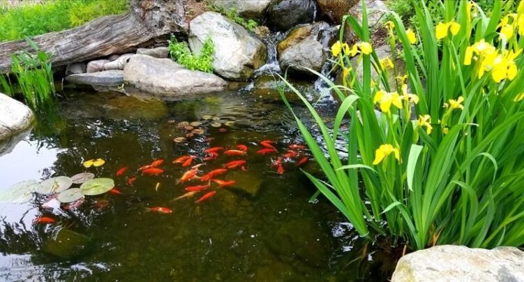 Pond