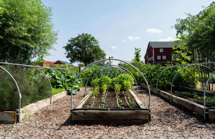Grow Your Own Food in Style